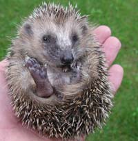 Zum Grossbild "Igel dankt"