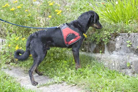 Igelaufspürhund Jay an der Leine