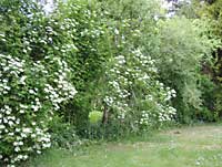 NaturHecke