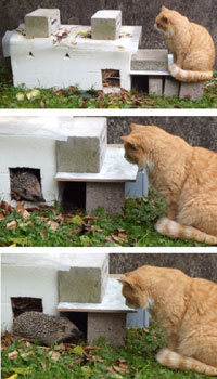 Da hat die Katze das Nach-Sehen: Link zum Grossbild