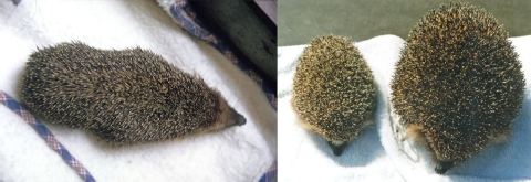 igel mager und wohlgenaehrt kleines bild